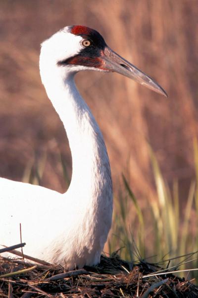 Photo of a whooping crane.